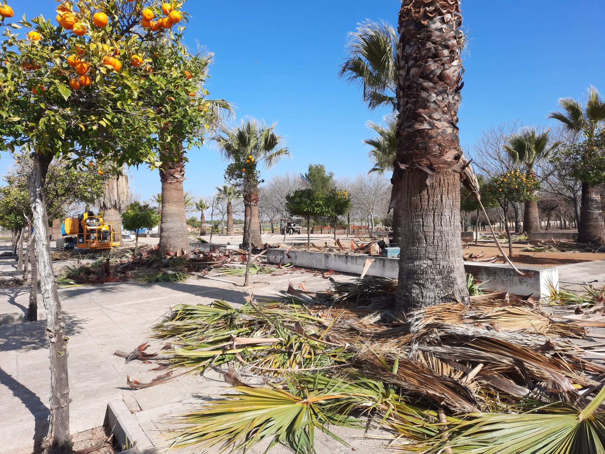 PODA PALMERAS PERIURBANO (2)