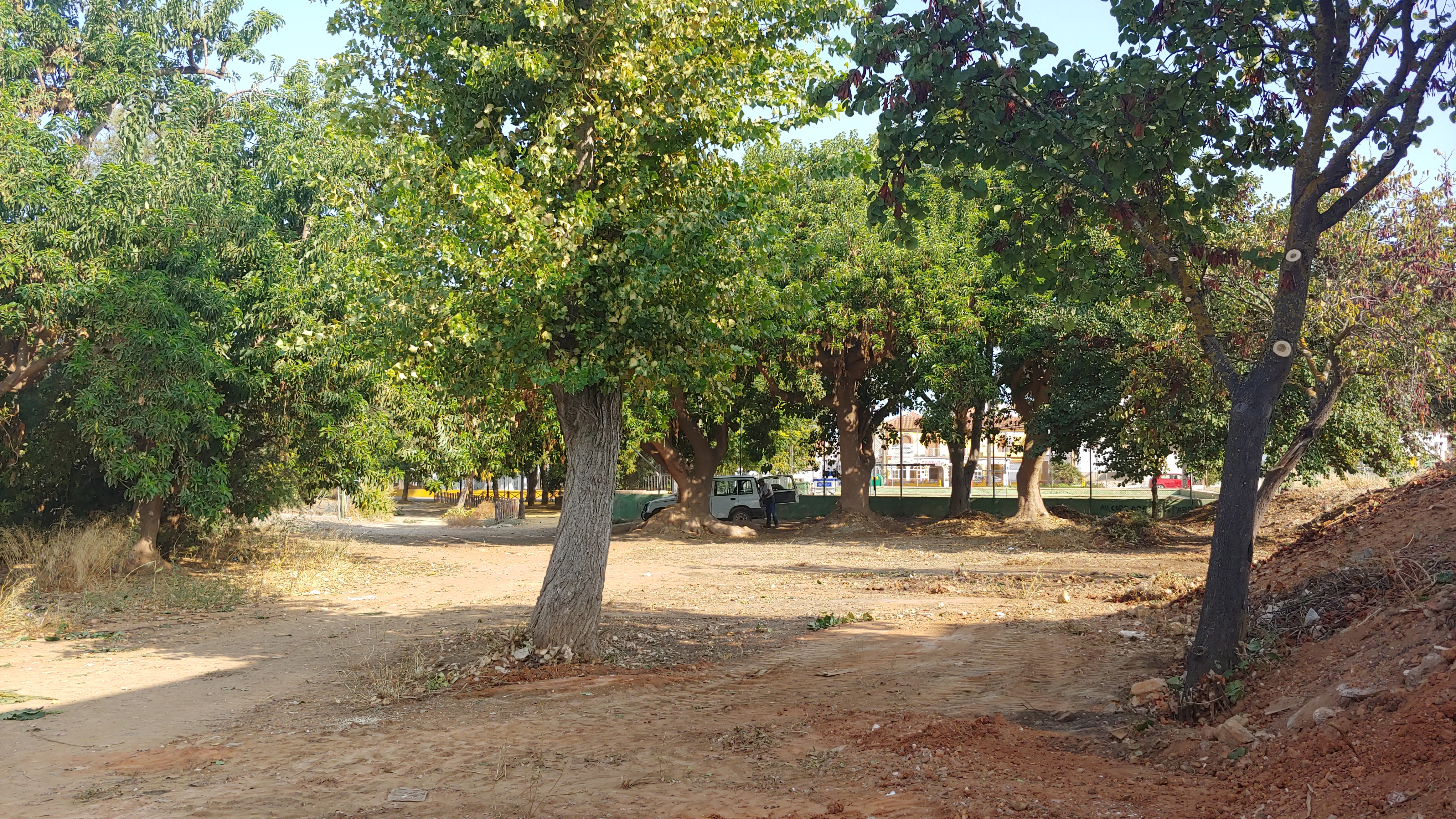 PODA Y LIMPIEZA ARROYO EL LAGAR (5)