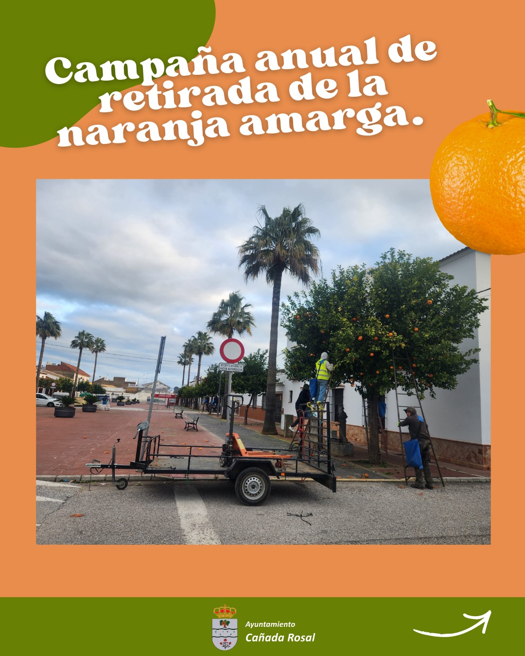 recogida de naranjas