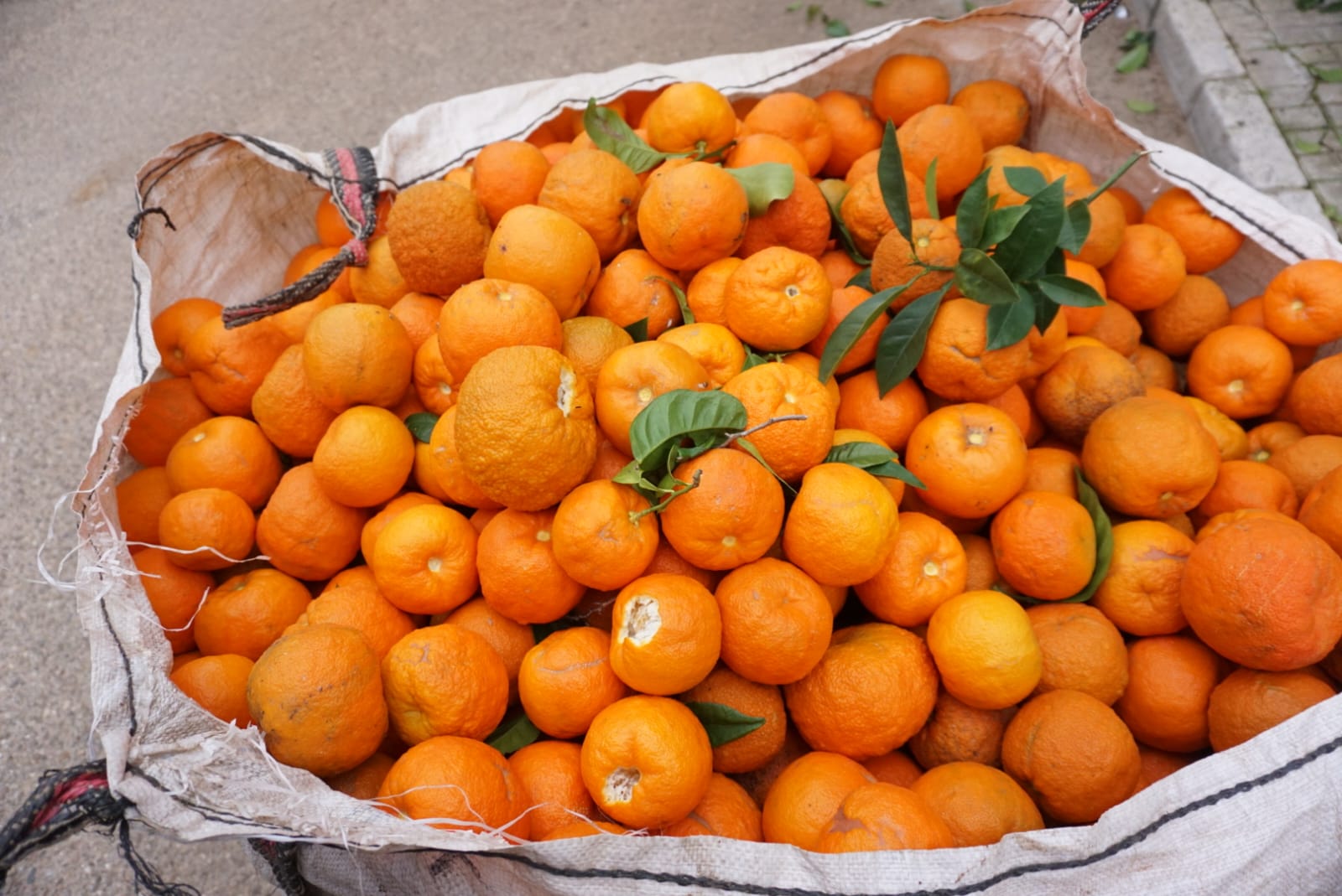recogida de naranjas_1