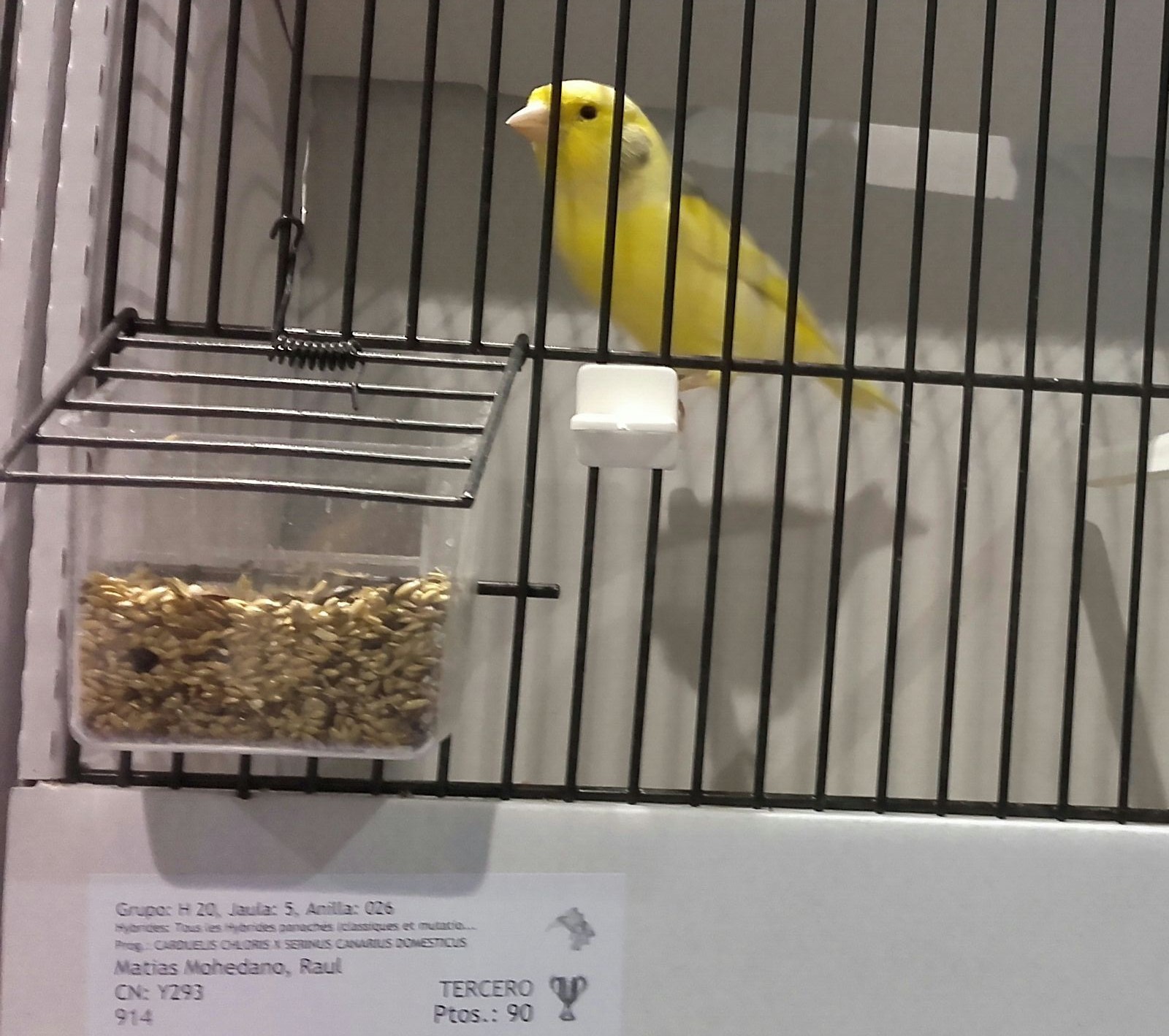 3 PUESTO MUNDIAL ORNITOLOGICO 2017