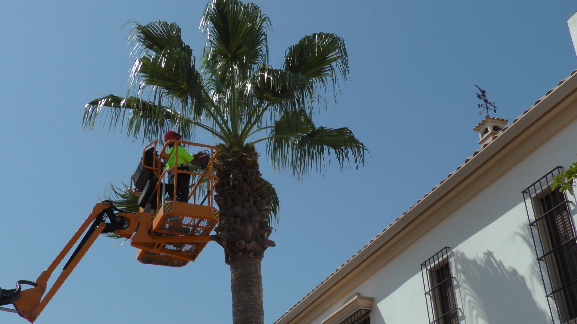 PODA DE PALMERAS (1)