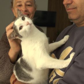 ADOPCIÓN COLONOS FELINOS